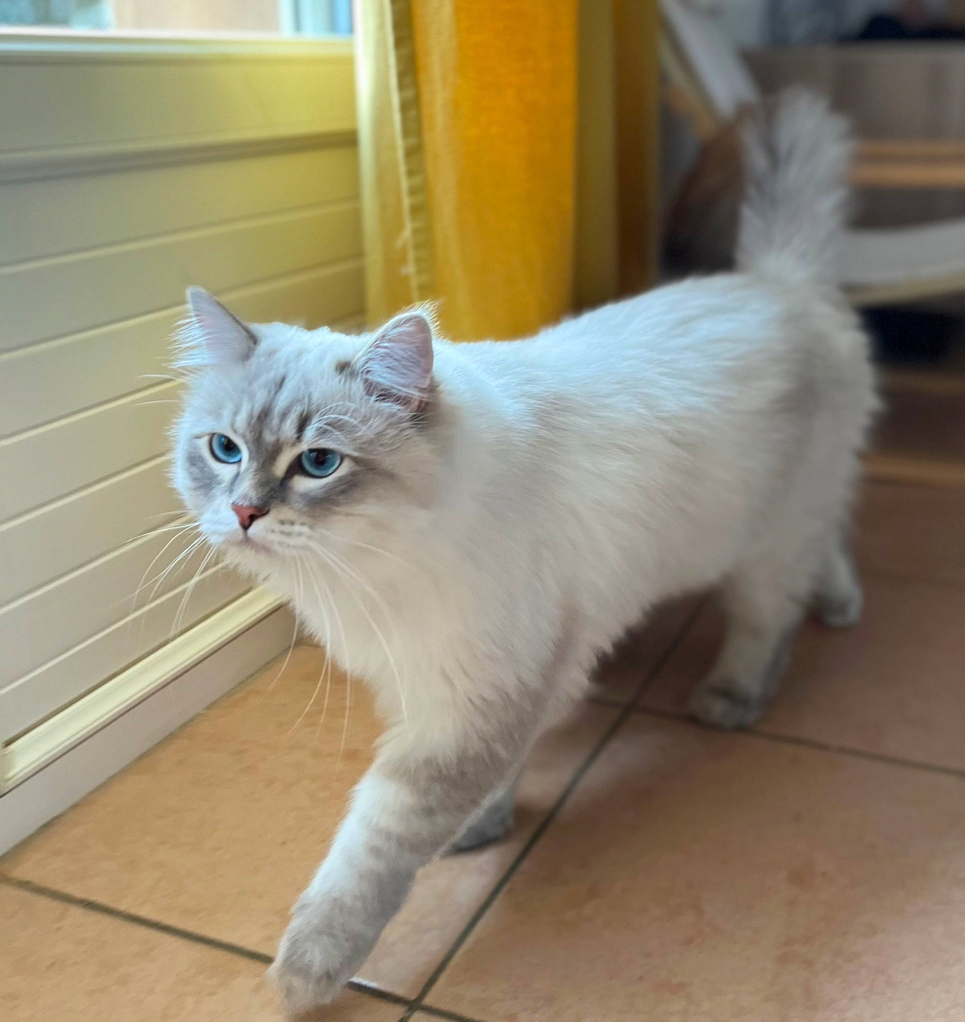 Pato a rejoint le concours — aidez-le/la à gagner de superbes lots ! carnivore, cat, claw, domestic_short_haired_cat, door, fawn, felidae, flooring, fur, hardwood, paw, small_to_medium_sized_cats, snout, tail, whiskers, window, wood