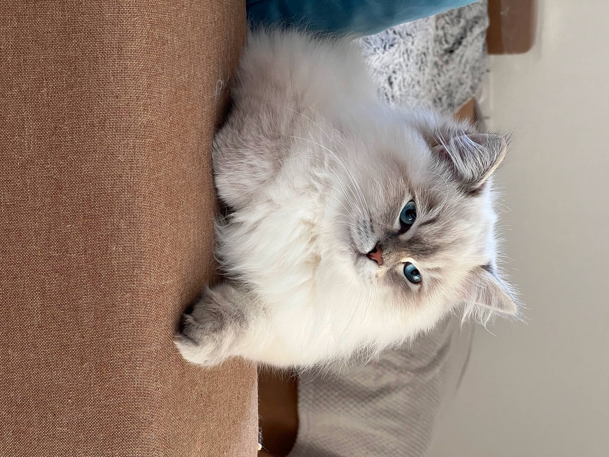 Pato participe au concours pour gagner de l'argent avec cette photo : british_longhair, carnivore, cat, claw, comfort, domestic_short_haired_cat, ear, eye, fawn, felidae, fur, grey, hair, head, paw, ragdoll, small_to_medium_sized_cats, snout, tail, whiskers