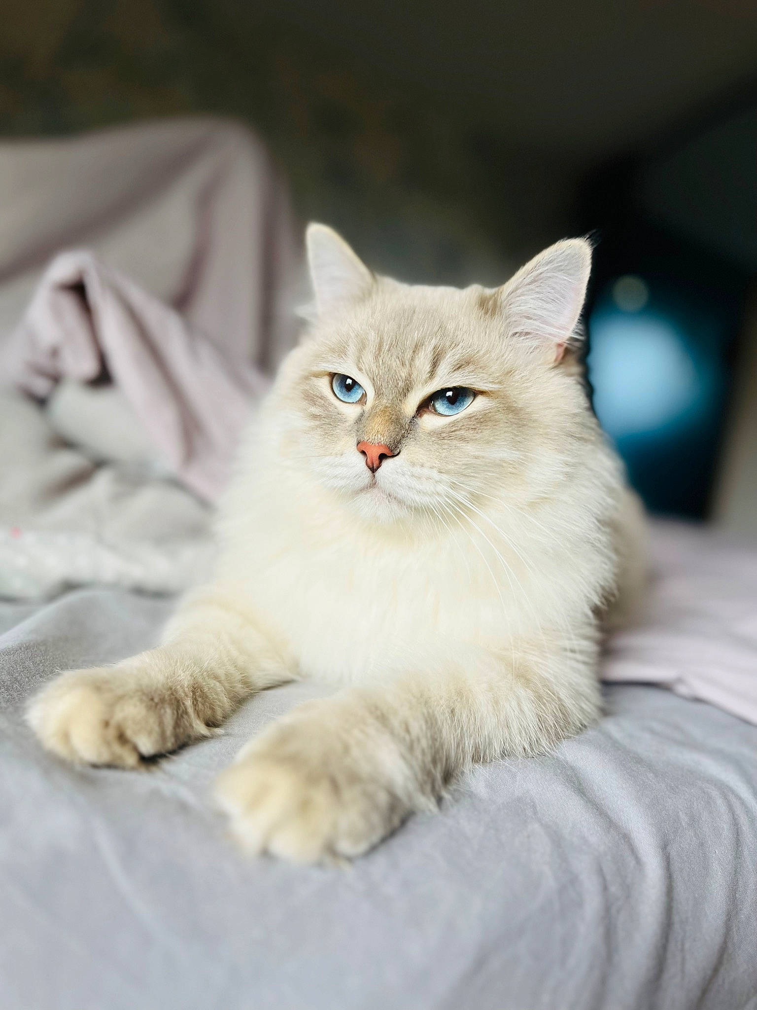 Pato a rejoint le concours — aidez-le/la à gagner de superbes lots ! british_longhair, carnivore, cat, claw, comfort, domestic_short_haired_cat, fawn, felidae, fur, paw, sitting, small_to_medium_sized_cats, snout, tail, terrestrial_animal, tree, whiskers, wildlife, wood