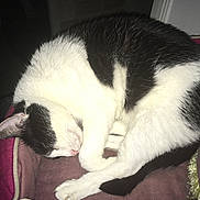 Clochette participe au concours pour gagner de l'argent avec cette photo : cat, sleeping, black_and_white, pet_bed, indoor, cozy, curled_up, feline, resting, animal, fur, paw, tail, quiet, relaxed, soft, cute, domestic, cute_pet, calm