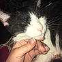 Clochette participe au concours pour gagner de l'argent avec cette photo : cat, black_and_white, pet, animal, hand, chin_scratching, close_up, whiskers, feline, relaxed, indoor, pink_nose, paw, sleepy, cute, domestic_cat, fur, human_interaction, comfort, soft_lighting