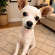 Latte is registered to the contest to win money with this photo: dog, puppy, small_dog, ear, tilted_head, carpet, living_room, plant, sofa, lamp, wooden_floor, cozy, indoor, pet, curious, cute, white_dog, furniture, home, decor