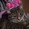Vaïana a rejoint le concours — aidez-le/la à gagner de superbes lots ! cat, tabby_cat, pet, animal, stuffed_toy, plush_toy, pink, purple, fur, whiskers, ears, green_eyes, indoor, bed, blanket, resting, cute, cozy, soft, playful