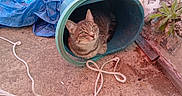 Vaïana participe au concours pour gagner de l'argent avec cette photo : cat, tabby, bucket, rope, concrete, outdoor, plant, curious, animal, resting, green_bucket, blue_tarp, ground, pet, feline, domestic_cat, alone, nature, small_plant, texture