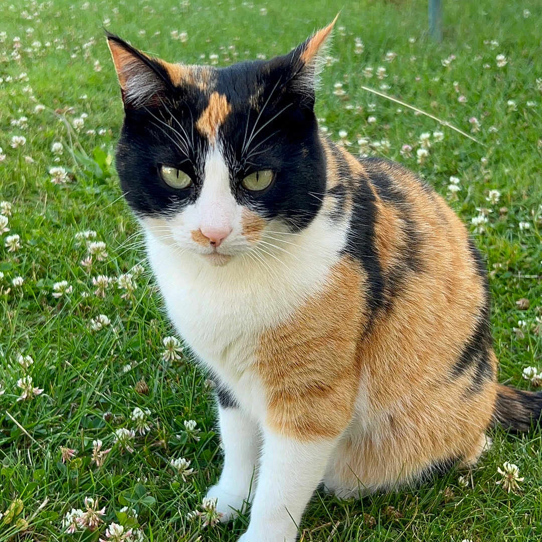 Séoul a rejoint le concours — aidez-le/la à gagner de superbes lots ! animal, calico_cat, cat, closeup, clover, cute, ears, eyes, feline, flower, fur, garden, grass, greenery, mammal, nature, outdoor, pet, sitting, whiskers