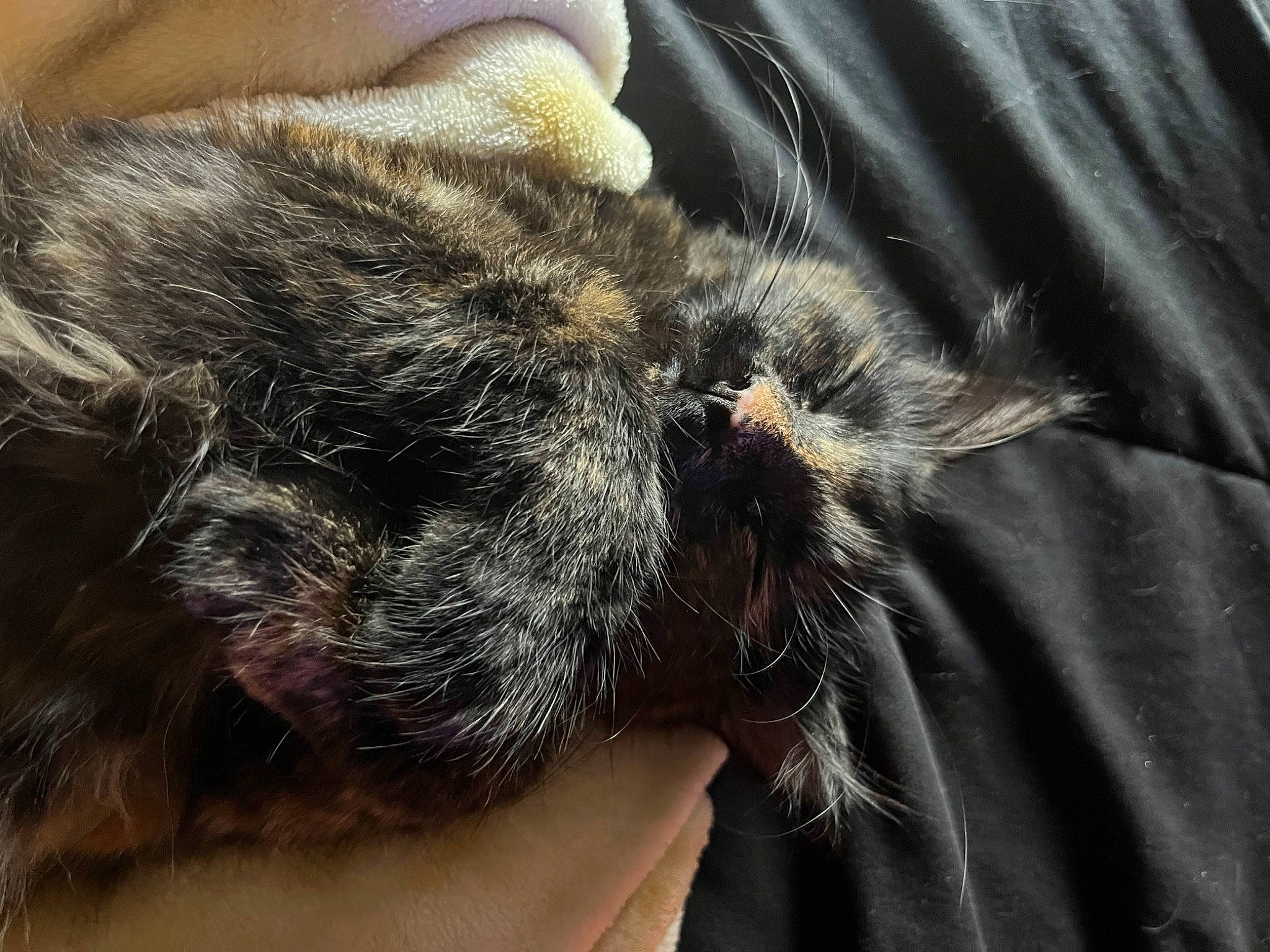 Twila is registered to the contest to win money with this photo: carnivore, cat, claw, comfort, domestic_short_haired_cat, ear, felidae, fur, human_leg, nap, paw, sleep, small_to_medium_sized_cats, snout, sporting_group, tail, terrestrial_animal, whiskers