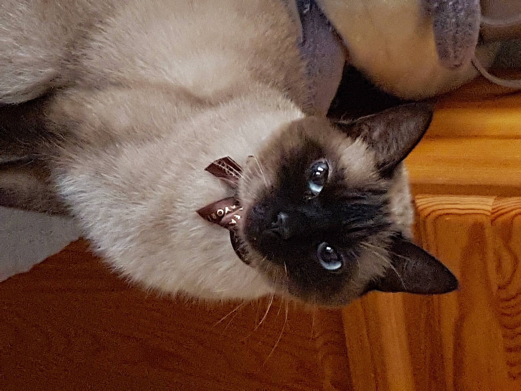 Ming a rejoint le concours — aidez-le/la à gagner de superbes lots ! balinese, birman, carnivore, cat, claw, comfort, domestic_short_haired_cat, fawn, felidae, flooring, fur, hardwood, iris, siamese, small_to_medium_sized_cats, snout, tail, thai, whiskers, wood