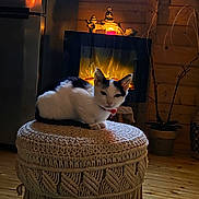 Onyx a rejoint le concours — aidez-le/la à gagner de superbes lots ! cat, fireplace, candle, wooden_floor, ottoman, knitted, cozy, indoor, warm_light, plant, pot, rustic, wooden_wall, decor, furniture, pet, relaxed, domestic_animal, home_interior, quiet