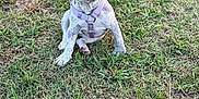 Lucey joined the competition — help win amazing prizes! dog, puppy, blue_eyes, grass, outdoor, pet, canine, animal, sitting, young_dog, harness, nature, cute, alert, mammal, fur, ears, snout, playful, companion