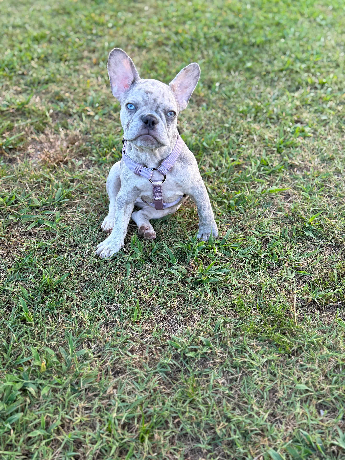 Lucey joined the competition — help win amazing prizes! dog, puppy, blue_eyes, grass, outdoor, pet, canine, animal, sitting, young_dog, harness, nature, cute, alert, mammal, fur, ears, snout, playful, companion