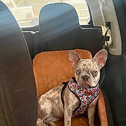 Lucey joined the competition — help win amazing prizes! animal, back_seat, blue_eye, brown_eye, car_interior, cushion, cute, dog, domestic_animal, french_bulldog, harness, indoor, pet, seat, sitting, spotted_coat, sunlight, vehicle, window, young_dog