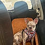 animal, back_seat, blue_eye, brown_eye, car_interior, cushion, cute, dog, domestic_animal, french_bulldog, harness, indoor, pet, seat, sitting, spotted_coat, sunlight, vehicle, window, young_dog