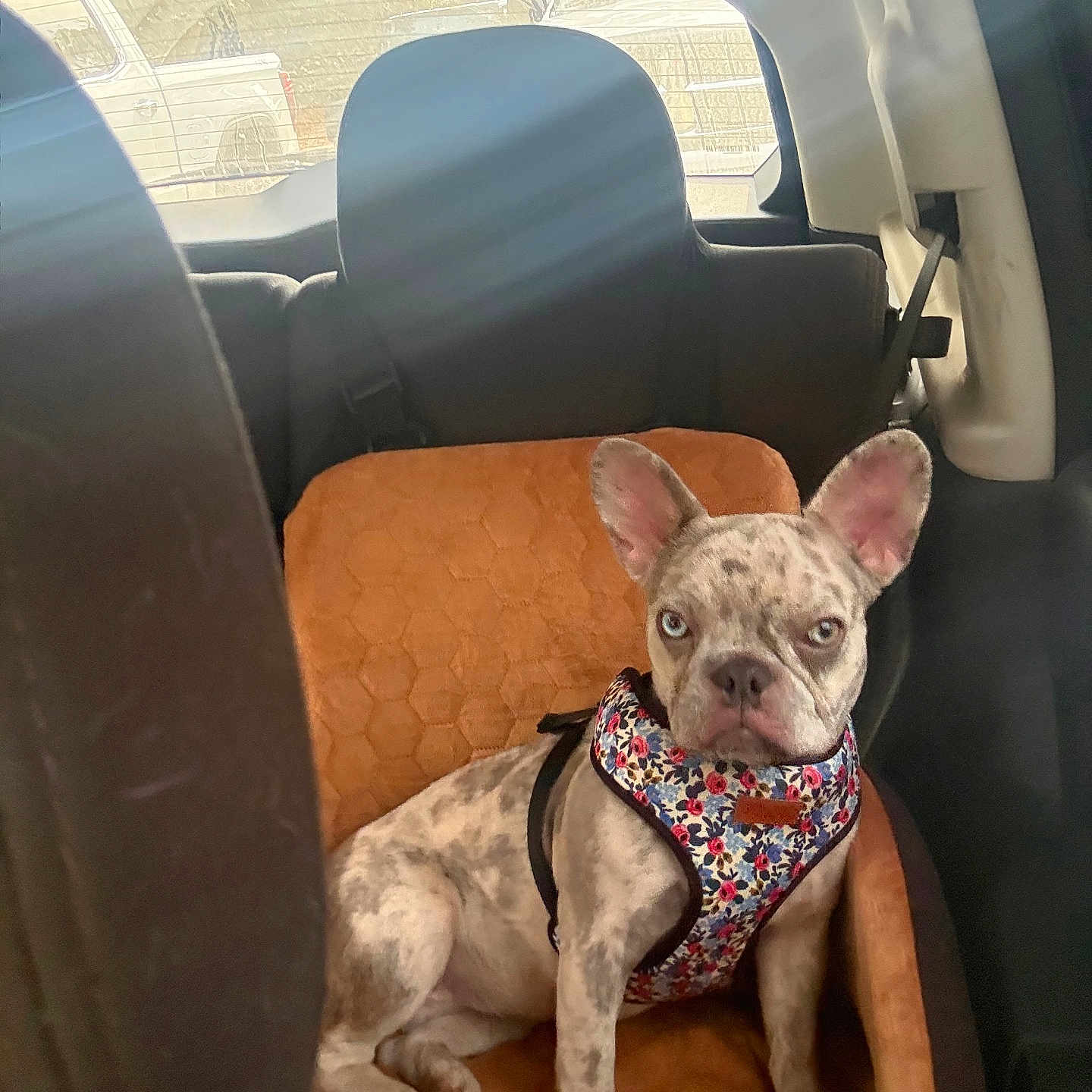 Lucey joined the competition — help win amazing prizes! animal, back_seat, blue_eye, brown_eye, car_interior, cushion, cute, dog, domestic_animal, french_bulldog, harness, indoor, pet, seat, sitting, spotted_coat, sunlight, vehicle, window, young_dog