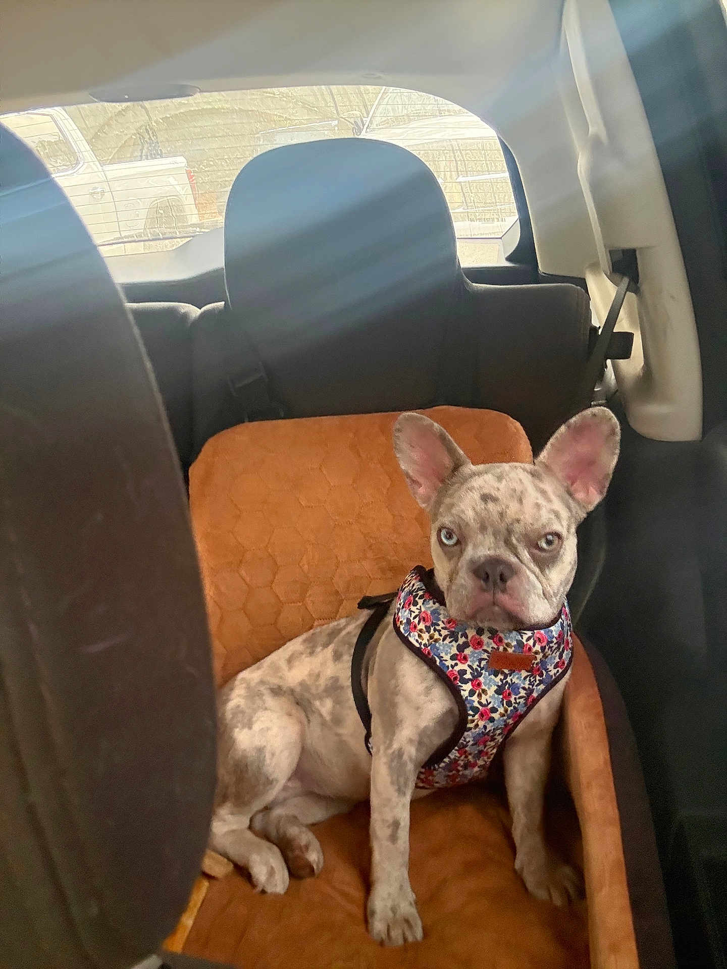 Lucey joined the competition — help win amazing prizes! animal, back_seat, blue_eye, brown_eye, car_interior, cushion, cute, dog, domestic_animal, french_bulldog, harness, indoor, pet, seat, sitting, spotted_coat, sunlight, vehicle, window, young_dog