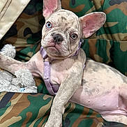 Lucey joined the competition — help win amazing prizes! french_bulldog, puppy, dog, canine, pet, camo_pattern, cushion, indoor, relaxed, curious, blue_eye, brown_eye, harness, spotted, closeup, mammal, domestic_animal, cute, young, lying_down
