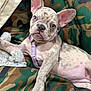 french_bulldog, puppy, dog, canine, pet, camo_pattern, cushion, indoor, relaxed, curious, blue_eye, brown_eye, harness, spotted, closeup, mammal, domestic_animal, cute, young, lying_down