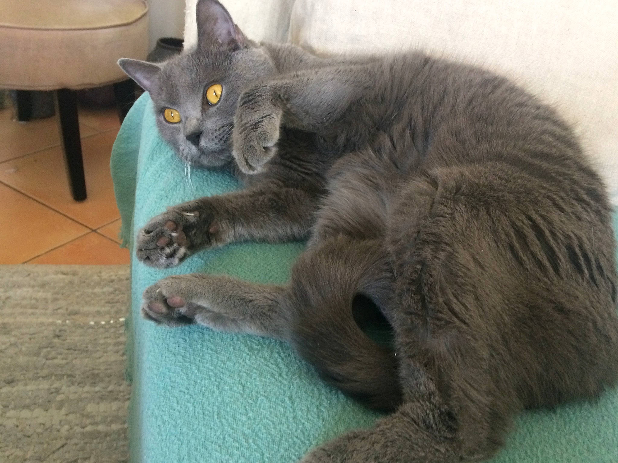 Héliott a rejoint le concours — aidez-le/la à gagner de superbes lots ! carnivore, cat, cat_toy, claw, comfort, domestic_short_haired_cat, felidae, fur, grey, paw, russian_blue, small_to_medium_sized_cats, tail, terrestrial_animal, whiskers