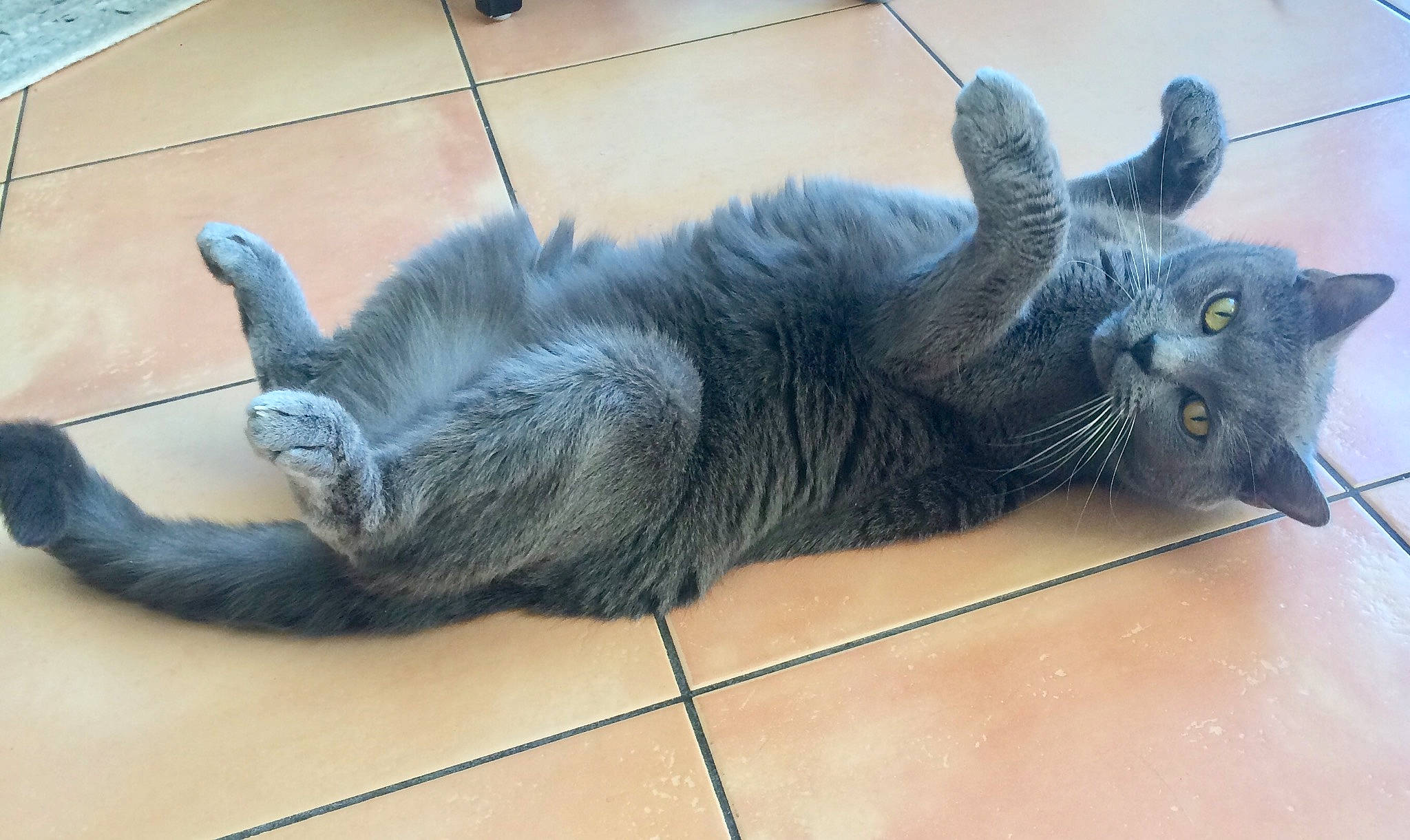 Héliott participe au concours pour gagner de l'argent avec cette photo : black_cat, carnivore, cat, claw, comfort, domestic_short_haired_cat, felidae, flooring, foot, fur, grey, hardwood, paw, small_to_medium_sized_cats, snout, tail, terrestrial_animal, whiskers