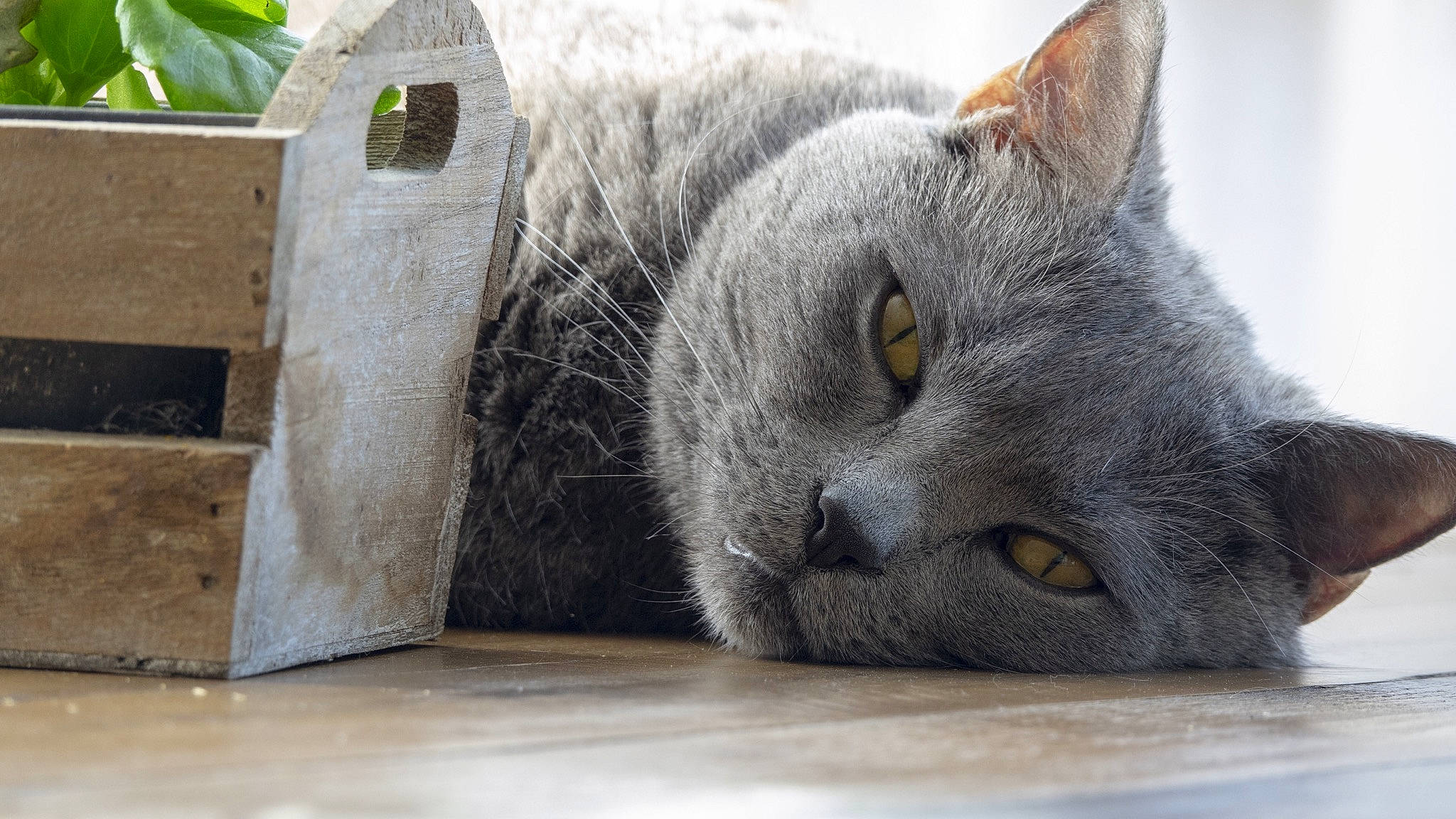 Héliott participe au concours pour gagner de l'argent avec cette photo : carnivore, cat, domestic_short_haired_cat, felidae, flooring, fur, grey, hardwood, paw, russian_blue, small_to_medium_sized_cats, snout, terrestrial_animal, whiskers, wood
