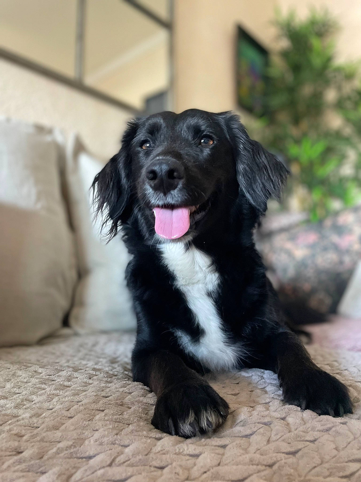 Zoé a rejoint le concours — aidez-le/la à gagner de superbes lots ! borador, border_collie, carnivore, companion_dog, dog, dog_breed, fur, gun_dog, snout, sporting_group, terrestrial_animal, whiskers, working_animal, working_dog