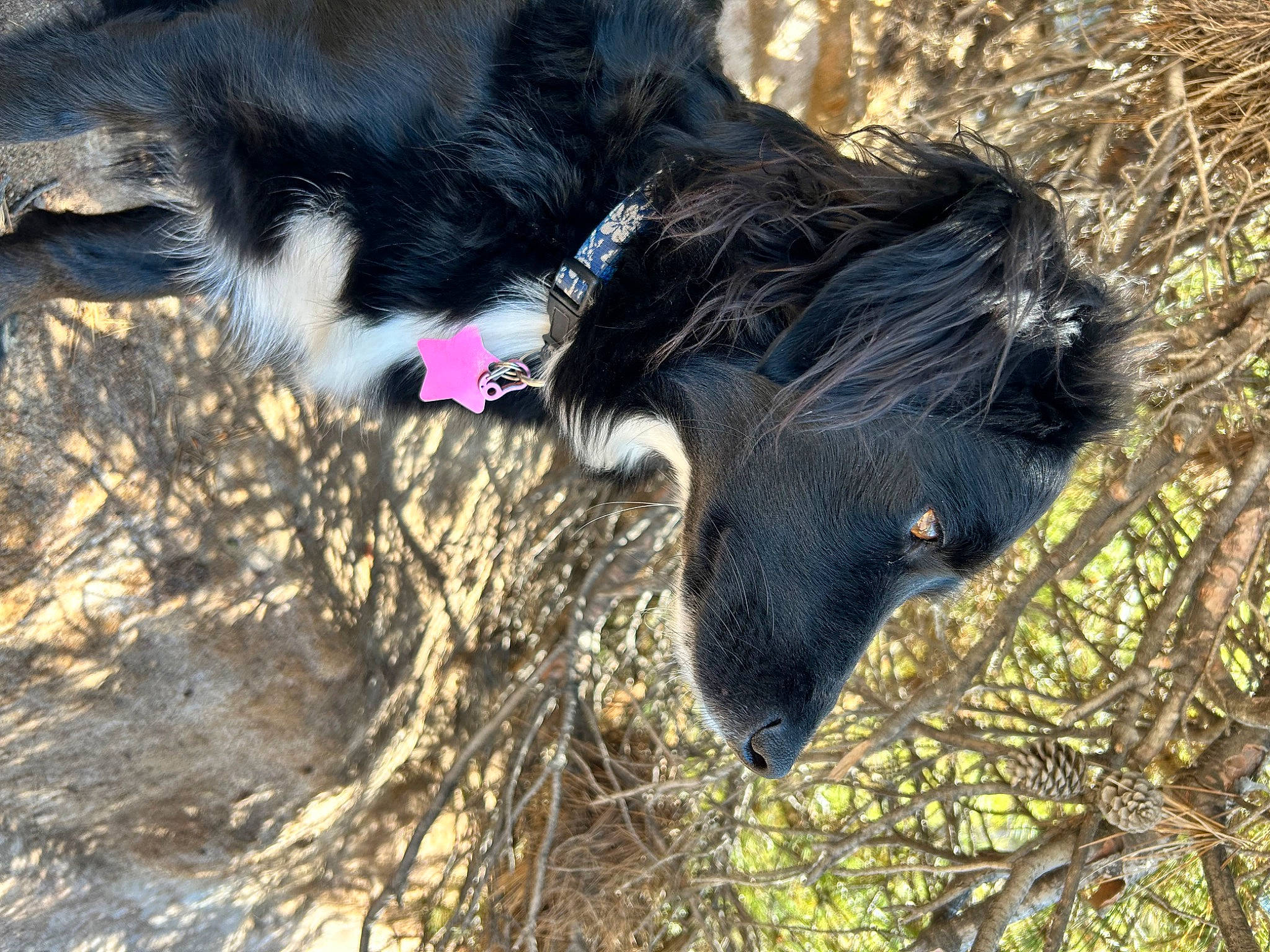 Zoé participe au concours pour gagner de l'argent avec cette photo : canidae, carnivore, collar, companion_dog, dog, dog_breed, dog_collar, fur, grass, herding_dog, leash, livestock, plant, snout, soil, sporting_group, tail, tree, whiskers, working_animal