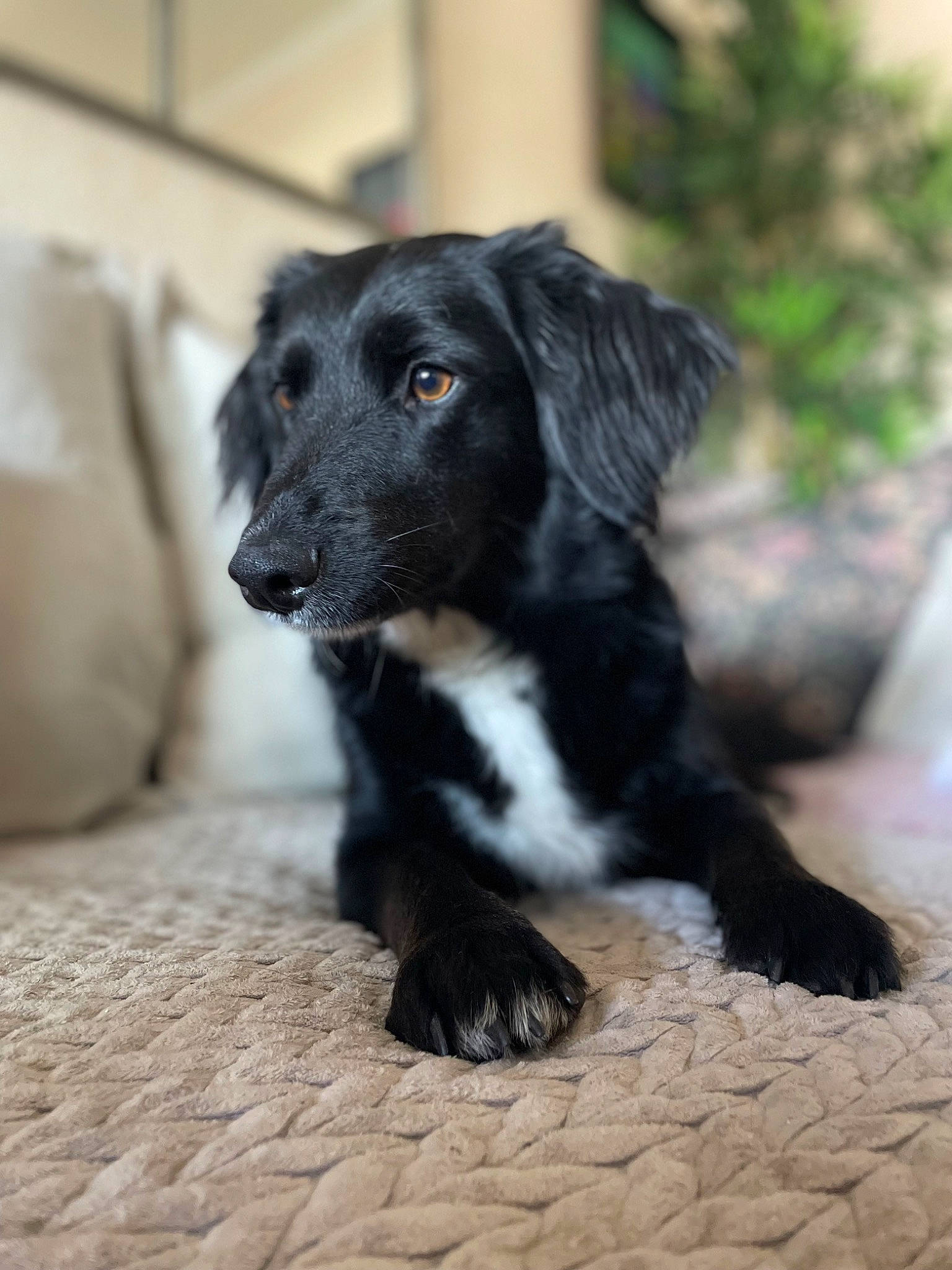 Zoé a rejoint le concours — aidez-le/la à gagner de superbes lots ! borador, canidae, carnivore, companion_dog, dog, dog_breed, fur, gun_dog, plant, sporting_group, terrestrial_animal, whiskers, working_animal