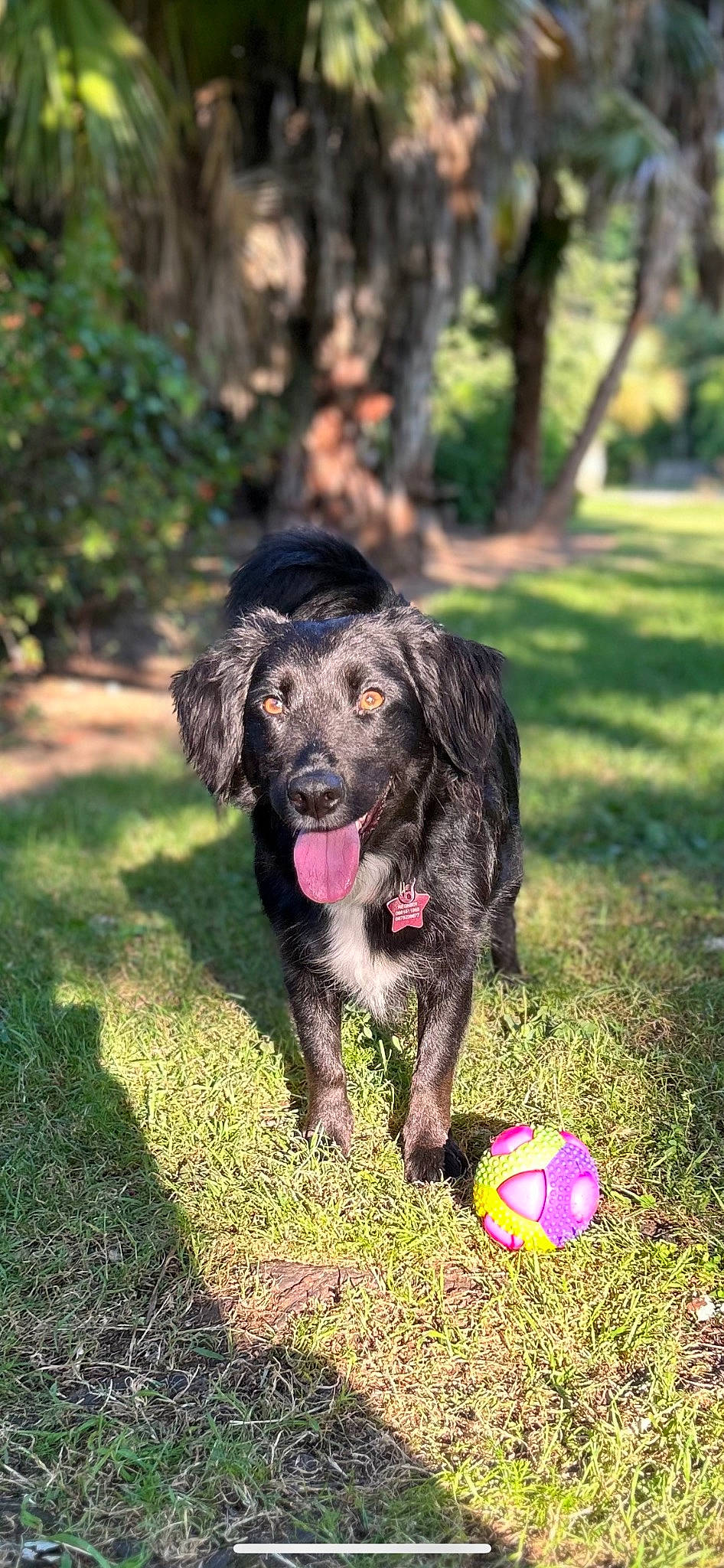 Zoé a rejoint le concours — aidez-le/la à gagner de superbes lots ! ball, canidae, carnivore, companion_dog, dog, dog_breed, dog_toy, grass, gun_dog, liver, plant, recreation, retriever, snout, spaniel, sporting_group, sports_toy, terrestrial_animal, tree, working_dog