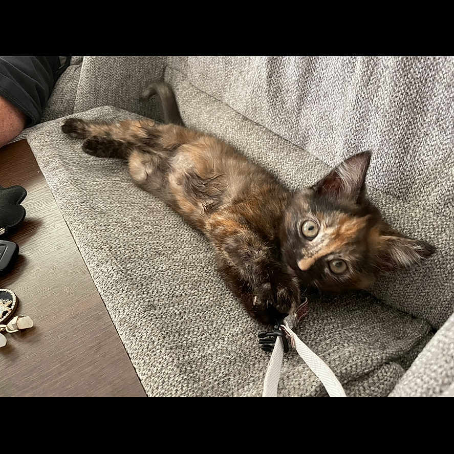 Pepper Jack joined the competition — help win amazing prizes! abyssinian, animal, blanket, bodypart, cat, chair, couch, cushion, finger, furniture, hand, homedecor, indoors, interiordesign, kitten, linen, manx, person, pet, siamese