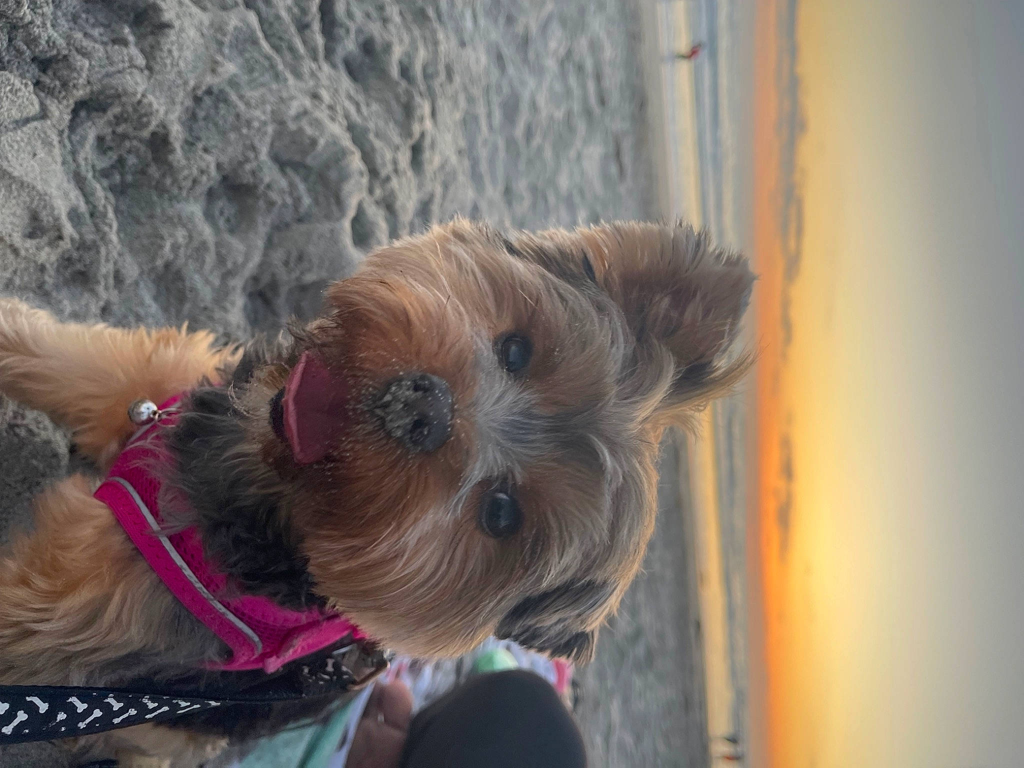 Asia joined the competition — help win amazing prizes! carnivore, collar, companion_dog, dog, dog_breed, dog_clothes, dog_collar, dog_supply, fawn, fur, leash, liver, pet_supply, sky, small_terrier, sporting_group, terrier, toy_dog, wood, working_animal