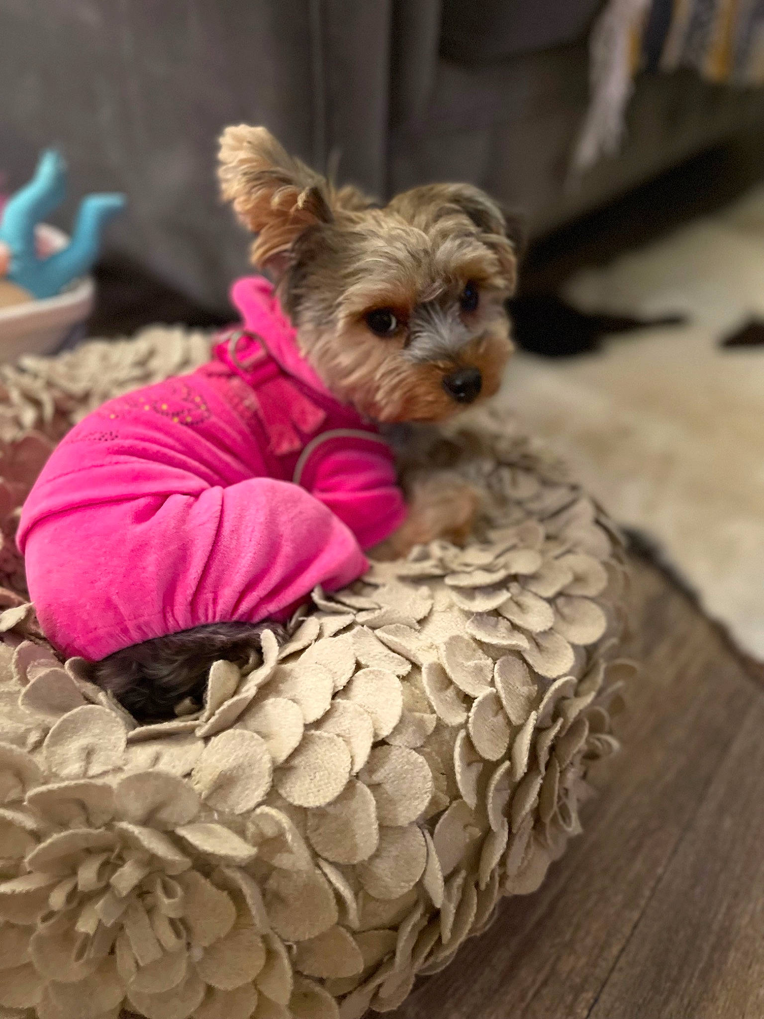 Asia is registered to the contest to win money with this photo: bean_bag, canidae, carnivore, companion_dog, dog, dog_breed, dog_clothes, dog_supply, fawn, fur, pet_supply, small_terrier, snout, sporting_group, terrier, toy_dog, wood, working_animal, yorkipoo, yorkshire_terrier