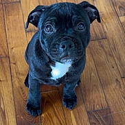 Hermès a rejoint le concours — aidez-le/la à gagner de superbes lots ! puppy, dog, black_dog, young_dog, pet, animal, wood_floor, indoor, cute, sitting, looking_up, small_dog, companion, adorable, fur, ears, eyes, face, white_patch, flooring