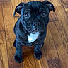 puppy, dog, black_dog, young_dog, pet, animal, wood_floor, indoor, cute, sitting, looking_up, small_dog, companion, adorable, fur, ears, eyes, face, white_patch, flooring