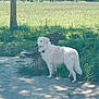 bench, canine, collar, daytime, dog, field, fur, grass, nature, outdoor, park, peaceful, pet, quiet, shadow, side_view, standing, sunlight, tree, white_dog