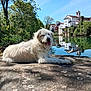 Eliot a rejoint le concours — aidez-le/la à gagner de superbes lots ! animal, architecture, calm, cloudless, daytime, dog, greenery, house, nature, outdoor, pet, reflection, relaxed, river, sky, stone_surface, sunny, trees, water, white_dog