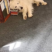 Eliot a rejoint le concours — aidez-le/la à gagner de superbes lots ! books, bookshelf, carpet, cds, cozy, dog, dvd, floor, furry, head_resting, home, indoor, lying_down, pet, quiet, relaxed, resting, stack, white_dog, wooden_furniture