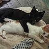 kitten, cat, black_cat, white_cat, orange_cat, cute, snuggling, sleeping, pet, animal, fur, whiskers, blanket, cozy, indoor, resting, paw, friendship, adorable, comfort