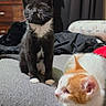 Meatball is registered to the contest to win money with this photo: black_cat, orange_cat, kitten, pet, animal, feline, white_paws, bed, blanket, indoor, curious, relaxed, soft_fur, whiskers, ears, eyes, domestic, cute, sleepy, cozy