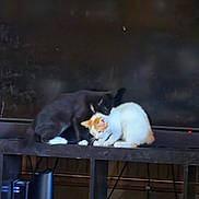 Meatball is registered to the contest to win money with this photo: cat, black_cat, white_cat, orange_patch, shelf, indoor, electronics, cables, nuzzling, grooming, pets, animal, feline, domestic_cat, wooden_shelf, dark_background, technology, cords, companion_animals, cute