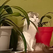 Salem a rejoint le concours — aidez-le/la à gagner de superbes lots ! animal, background, calm, cat, curious, domestic_cat, feline, fur, green_leaves, grey_cat, houseplant, indoor, leaf, pet, plant, pot, potted_plant, sitting, white_cat, wooden_surface