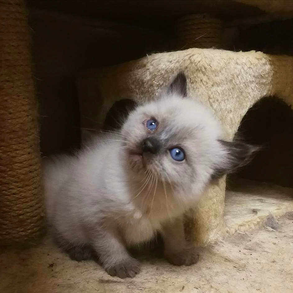 Othello participe au concours pour gagner de l'argent avec cette photo : angora, animal, cat, kitten, pet, siamese