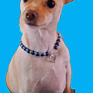 Zoey joined the competition — help win amazing prizes! adorable, animal, beaded_necklace, blue_background, chihuahua, closeup, companion, curious, cute, dog, domestic_animal, ears, friendly, heart_pendant, indoor, pet, portrait, sitting, small_dog, tan_fur