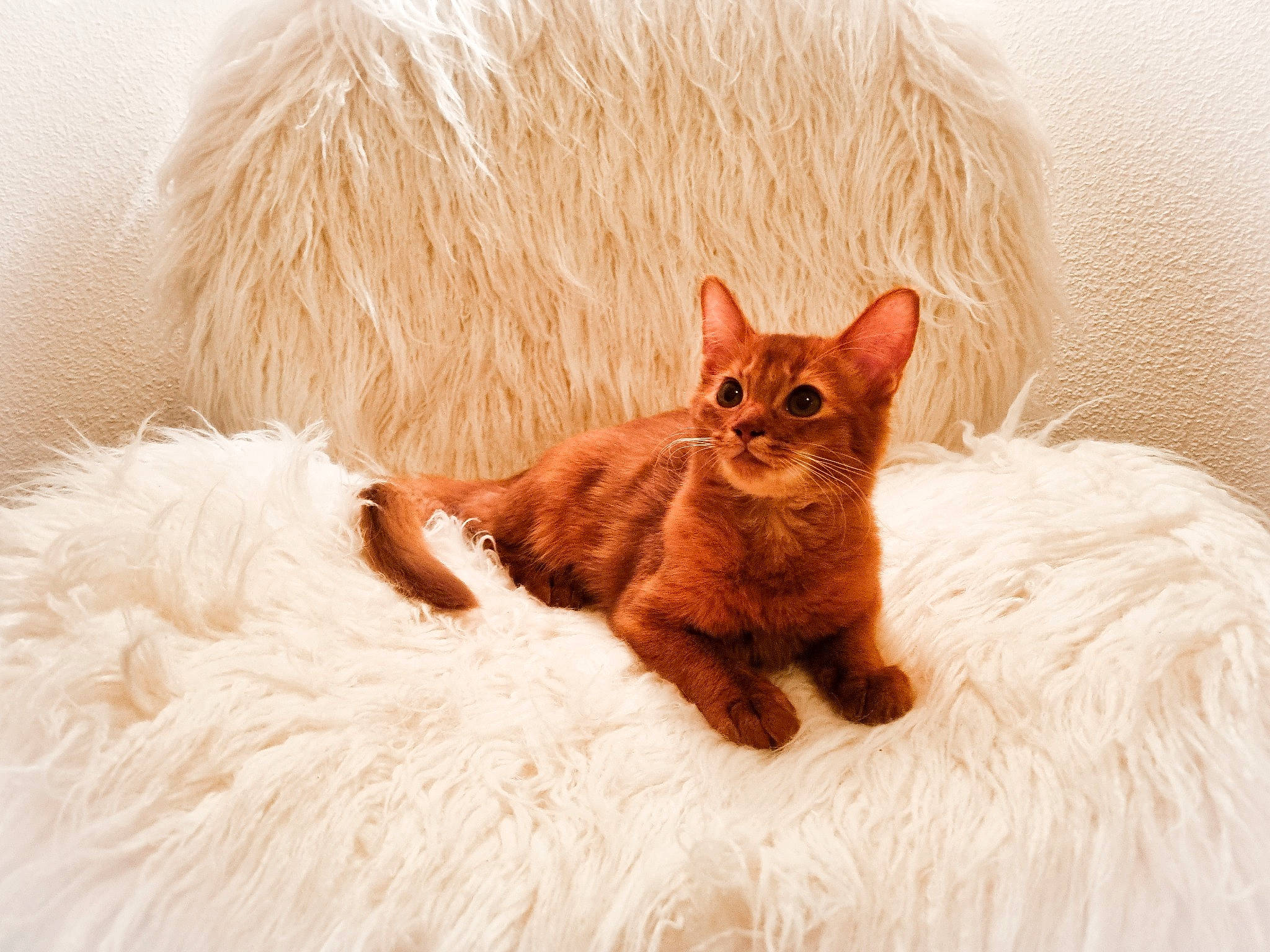 Sheeran a rejoint le concours — aidez-le/la à gagner de superbes lots ! bed, carnivore, cat, claw, comfort, domestic_short_haired_cat, ear, eye, fawn, felidae, fur, iris, linens, paw, small_to_medium_sized_cats, snout, tail, whiskers, window, wood