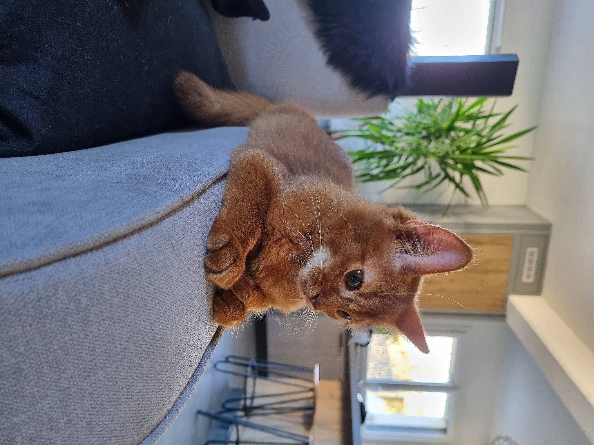 Sheeran participe au concours pour gagner de l'argent avec cette photo : canidae, carnivore, cat, cat_supply, chair, comfort, domestic_short_haired_cat, fawn, felidae, flowerpot, fur, houseplant, liver, pet_supply, plant, small_to_medium_sized_cats, tail, whiskers, window, wood