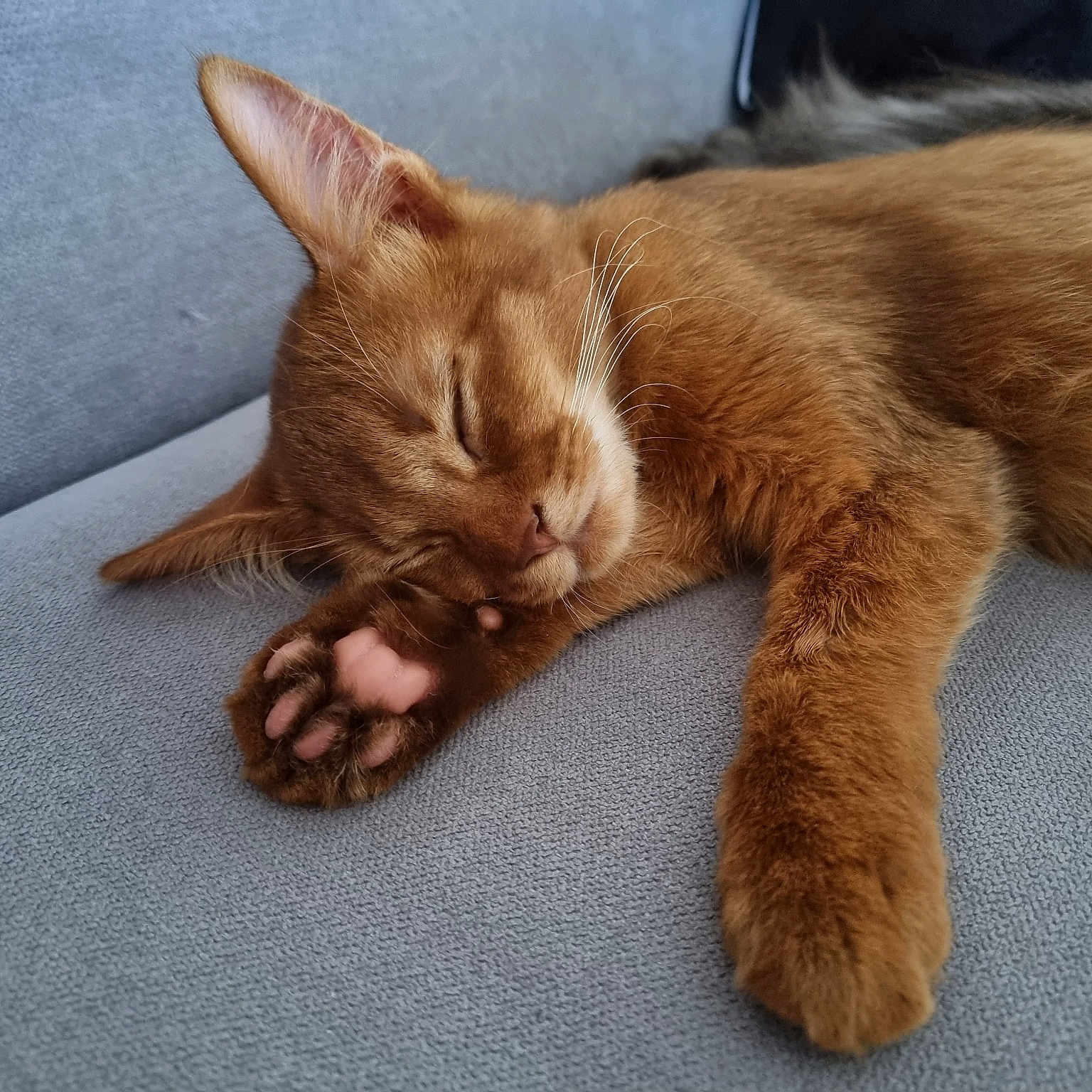 Sheeran