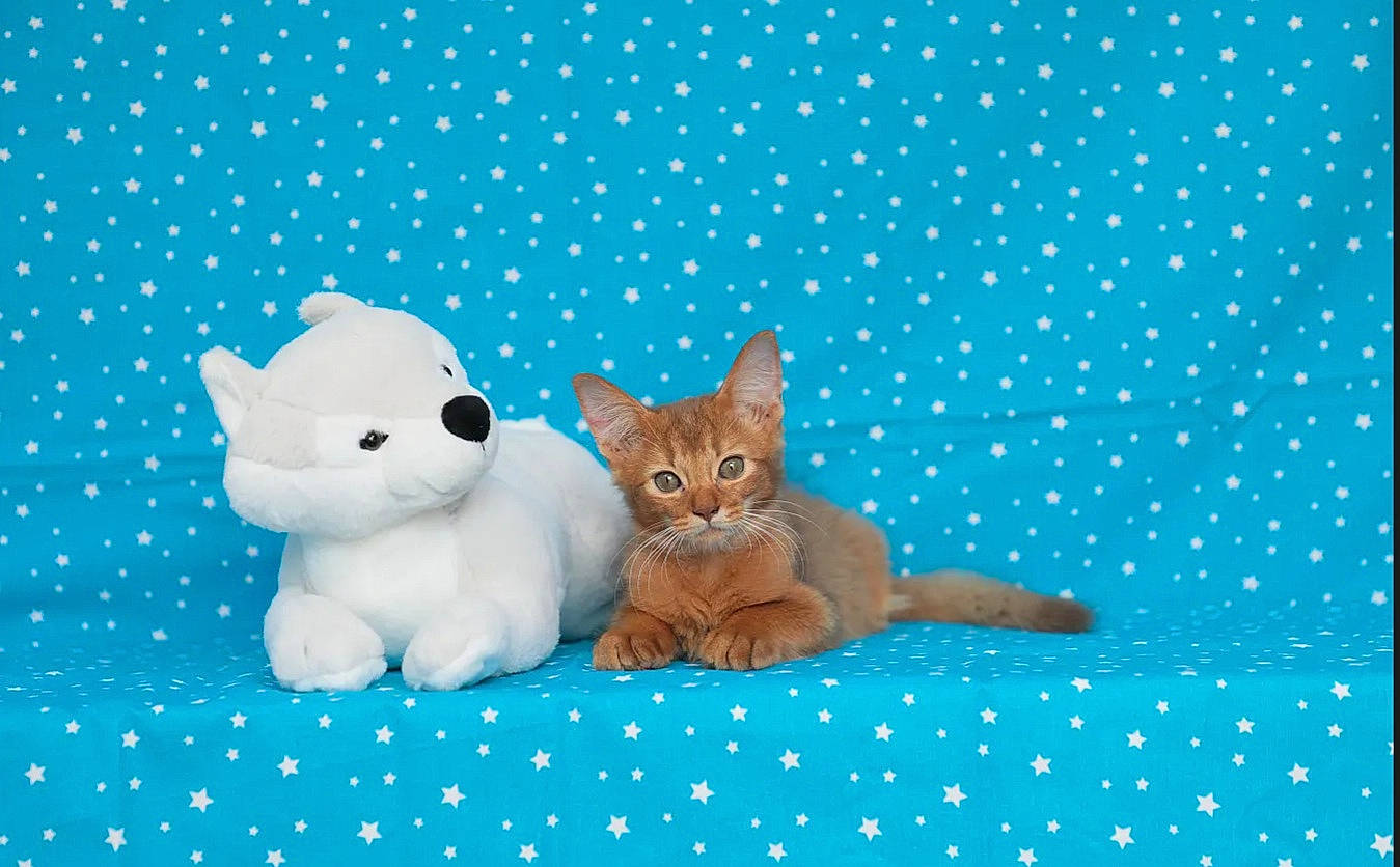 Sheeran participe au concours pour gagner de l'argent avec cette photo : aqua, azure, blue, carnivore, cat, comfort, domestic_short_haired_cat, fawn, felidae, fur, line, linens, pattern, paw, small_to_medium_sized_cats, snout, tail, textile, toy, whiskers