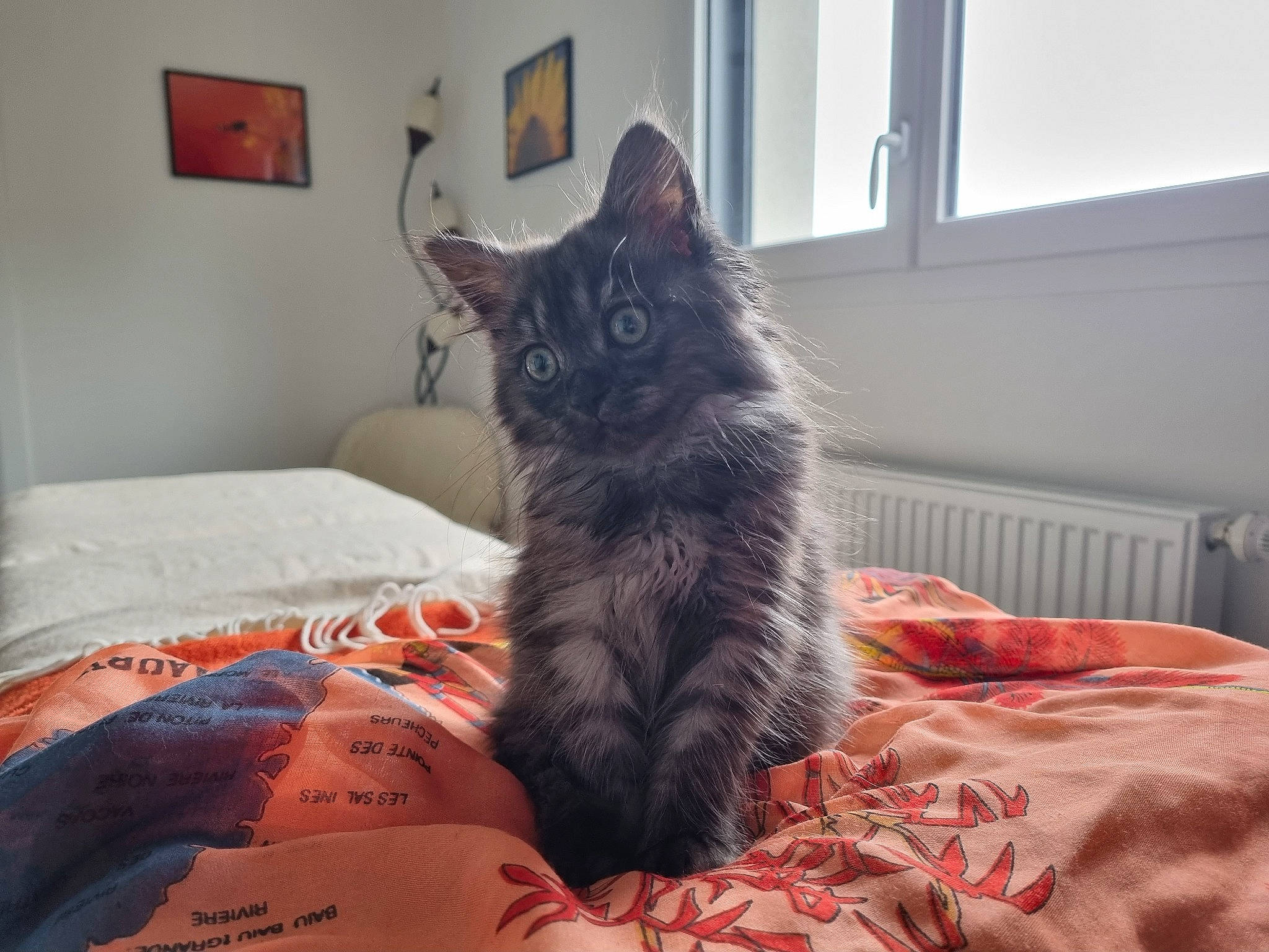 Saïka a rejoint le concours — aidez-le/la à gagner de superbes lots ! bed, bedding, black_cat, carnivore, cat, comfort, domestic_short_haired_cat, felidae, floor, flooring, fur, grey, linens, picture_frame, room, small_to_medium_sized_cats, tail, textile, whiskers, window