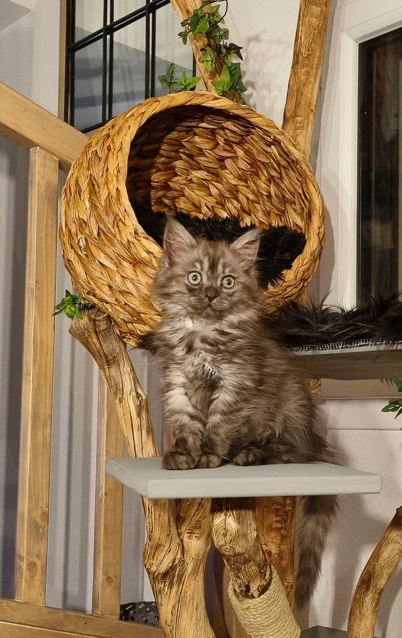 Saïka a rejoint le concours — aidez-le/la à gagner de superbes lots ! basket, carnivore, cat, chair, domestic_short_haired_cat, fawn, felidae, fur, hardwood, hat, plant, room, shelf, small_to_medium_sized_cats, snout, tail, twig, whiskers, window, wood