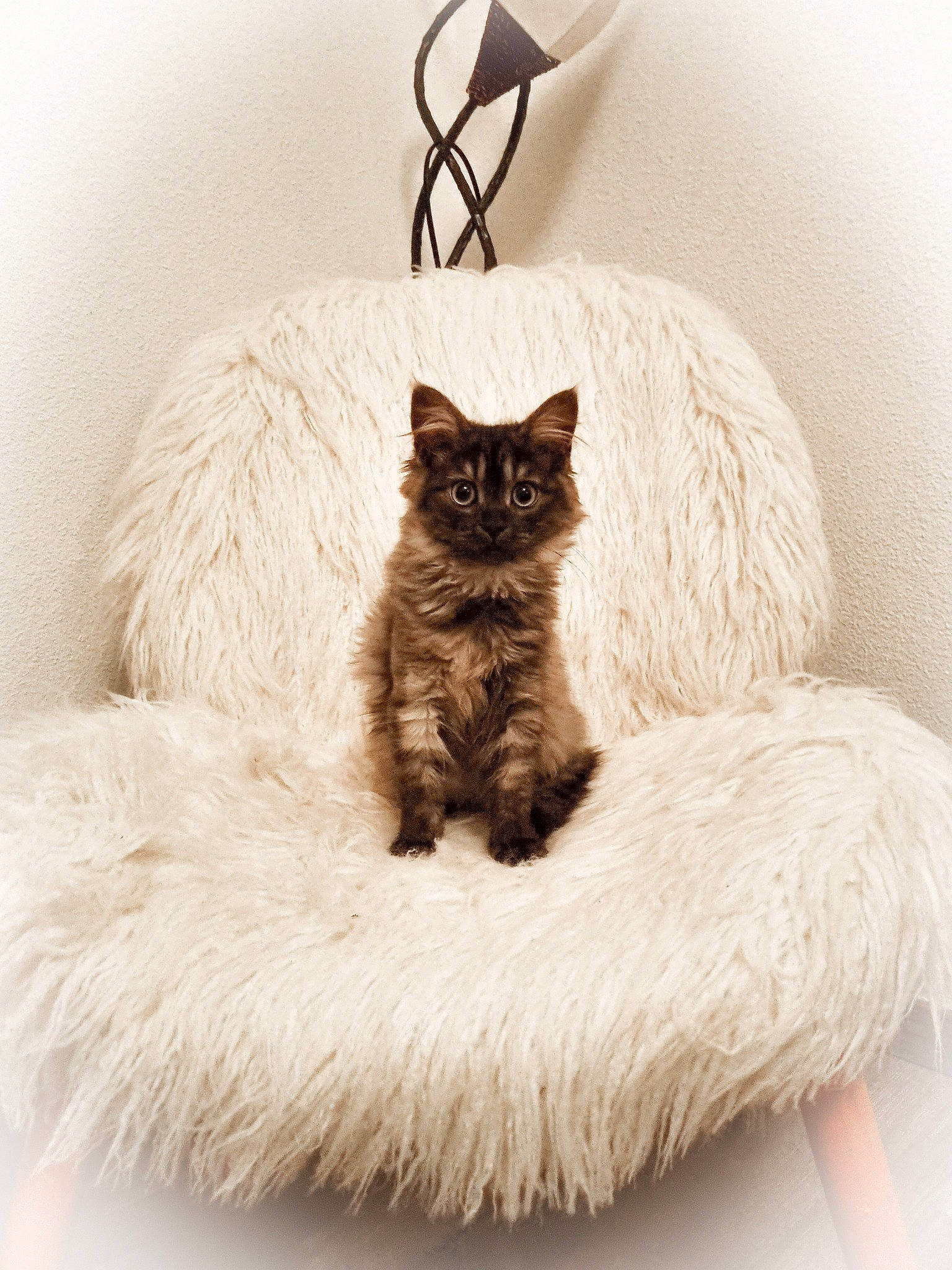 Saïka a rejoint le concours — aidez-le/la à gagner de superbes lots ! bed, black_cat, carnivore, cat, cat_bed, cat_supply, claw, comfort, domestic_short_haired_cat, fawn, felidae, fur, grey, paw, sitting, small_to_medium_sized_cats, snout, tail, whiskers, white