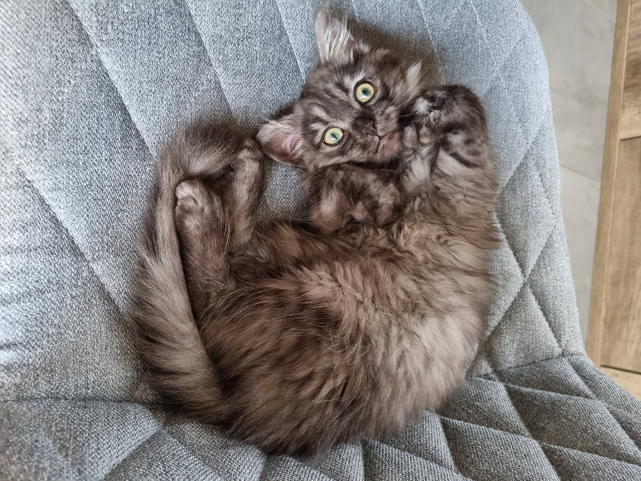 Saïka participe au concours pour gagner de l'argent avec cette photo : carnivore, cat, cat_bed, claw, comfort, domestic_short_haired_cat, felidae, fur, grey, maine_coon, nap, norwegian_forest_cat, paw, small_to_medium_sized_cats, tail, terrestrial_animal, whiskers