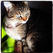 Fitti participe au concours pour gagner de l'argent avec cette photo : animal, cat, closeup, cozy, cute, domestic_animal, ears, eyes, feline, fur, green_blanket, indoor, pet, portrait, relaxed, resting, sleepy, sunlight, tabby, whiskers